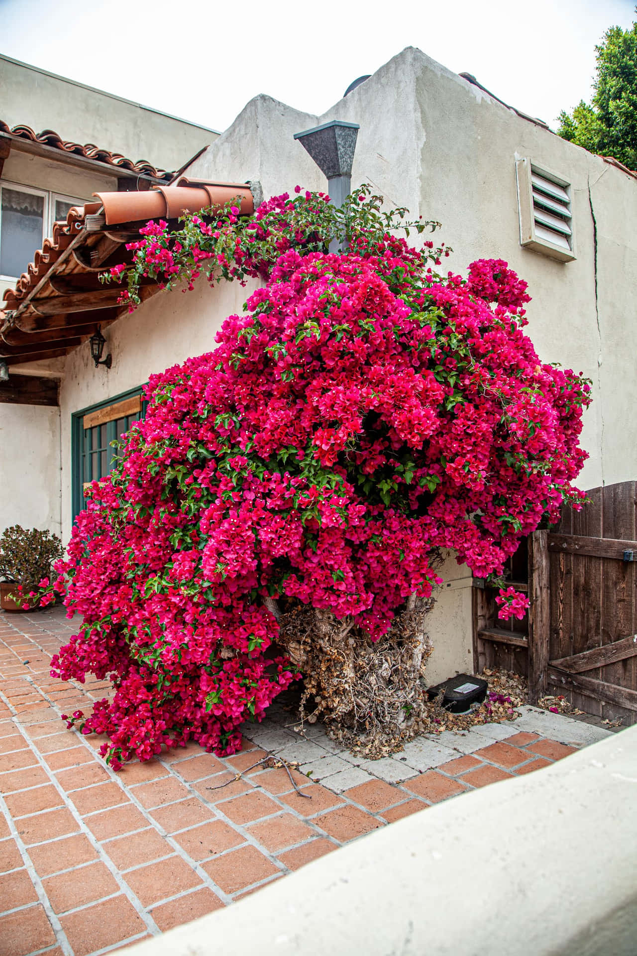 Brightening up any garden with its vibrant purple bracts and green leaves, Bougainvillea is a beautiful flowering plant.