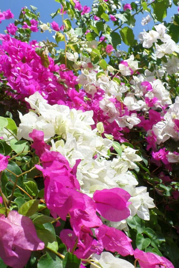 Blooming Bougainvillea with Its Rich and Vibrant Colors