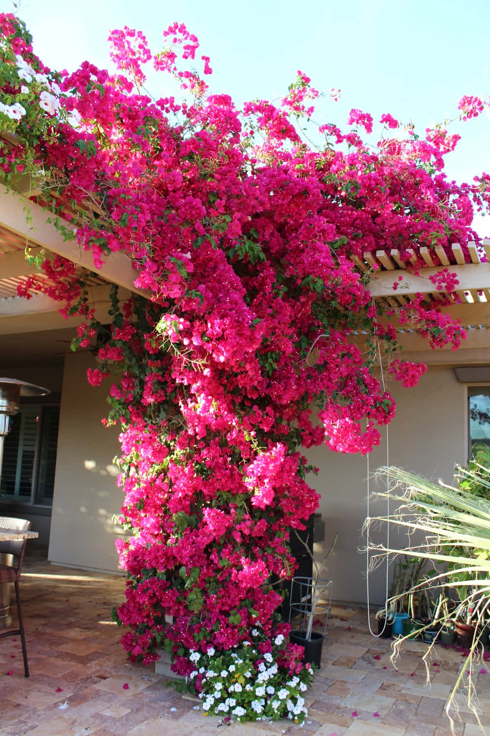 Tropical beauty in full bloom as vibrant bougainvillea climbs up and over a green fence