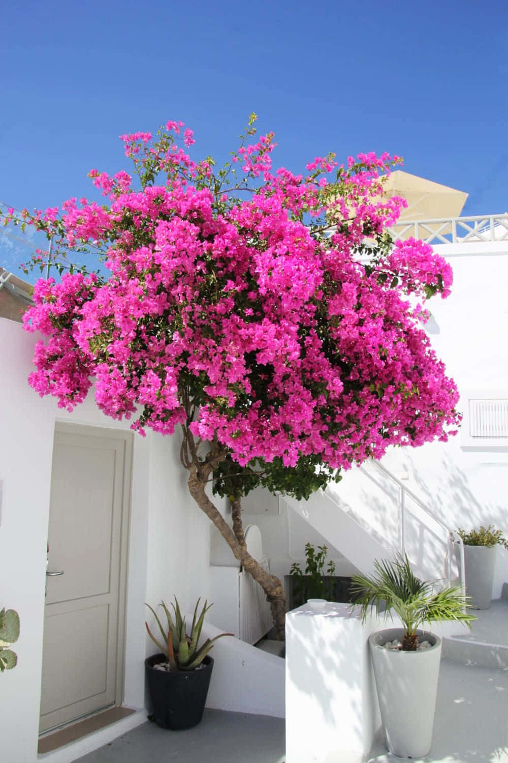 A Pink Bougainvillea Tree In Front Of A White House