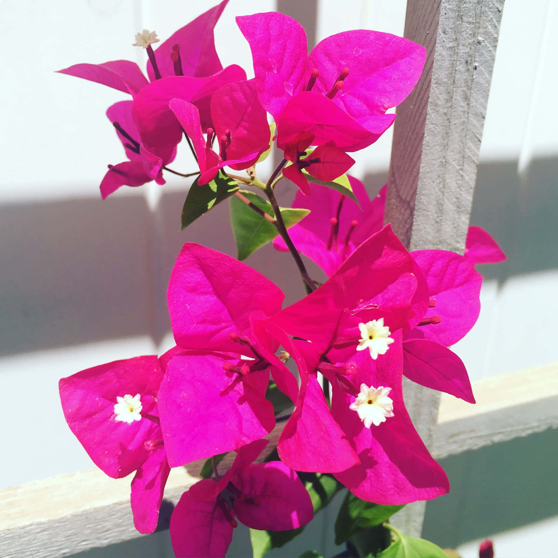 A lush display of blooming Bougainvillea