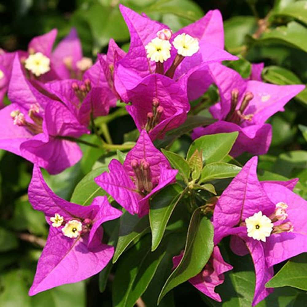 Radiant beauty of a Bougainvillea flower