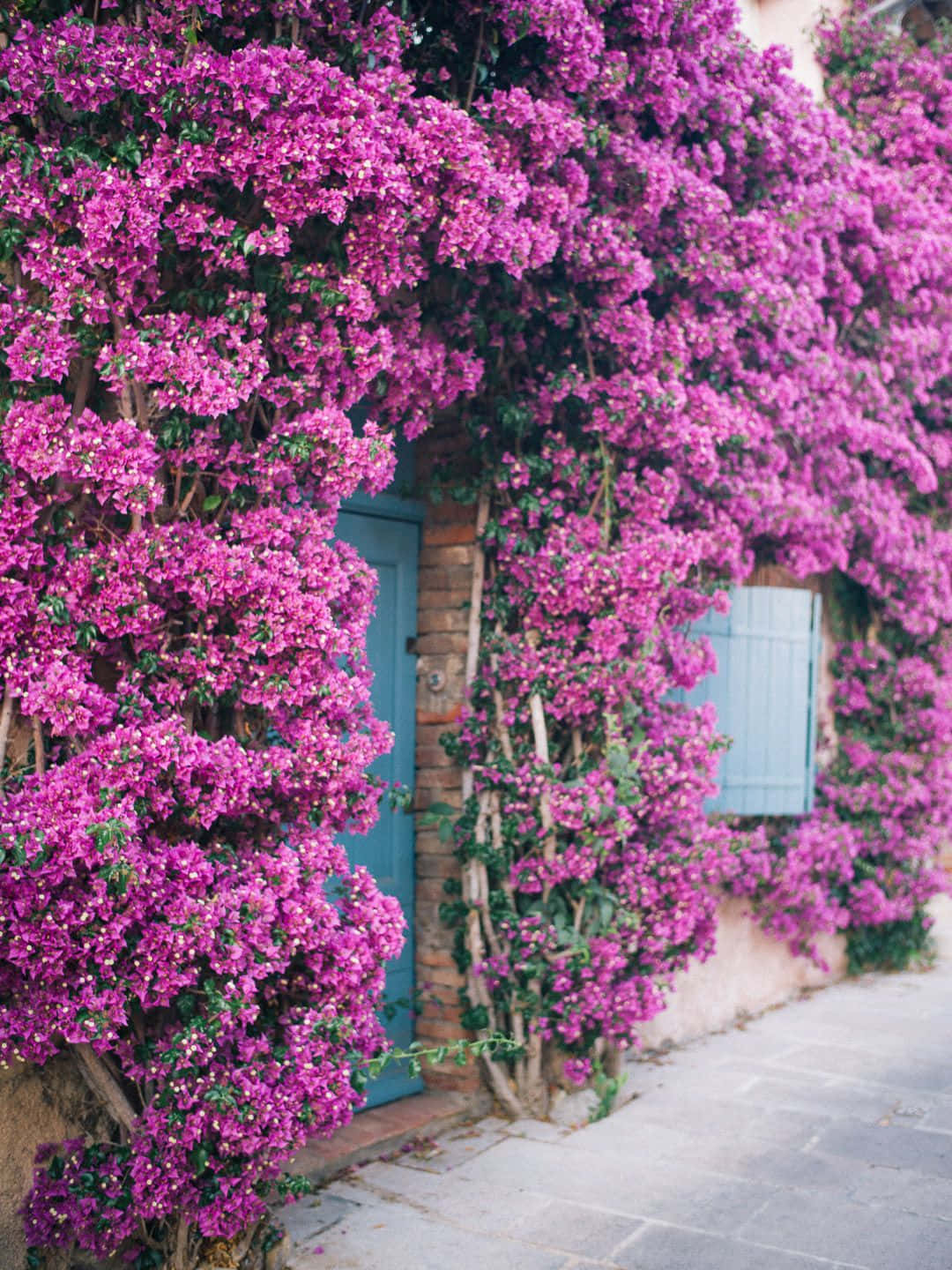 A bright and vibrant display of Bougainvilleas