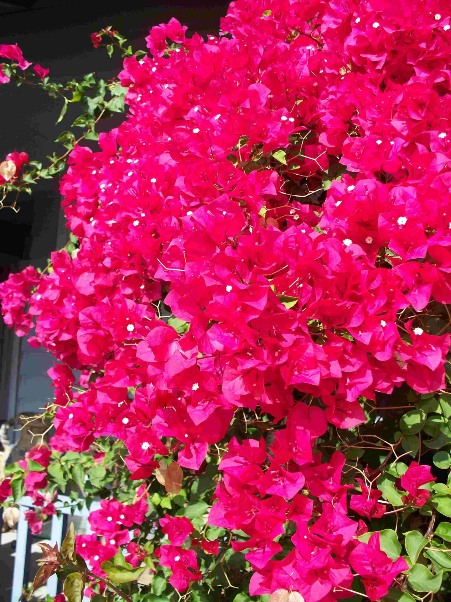 A burst of warmness and color with Bougainvillea