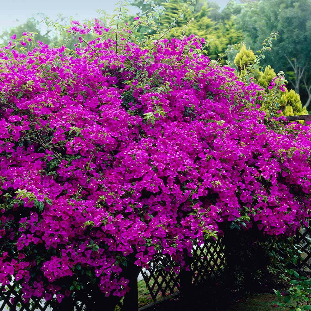 Blooming Bougainvillea Vines Brighten up Any Landscaping!