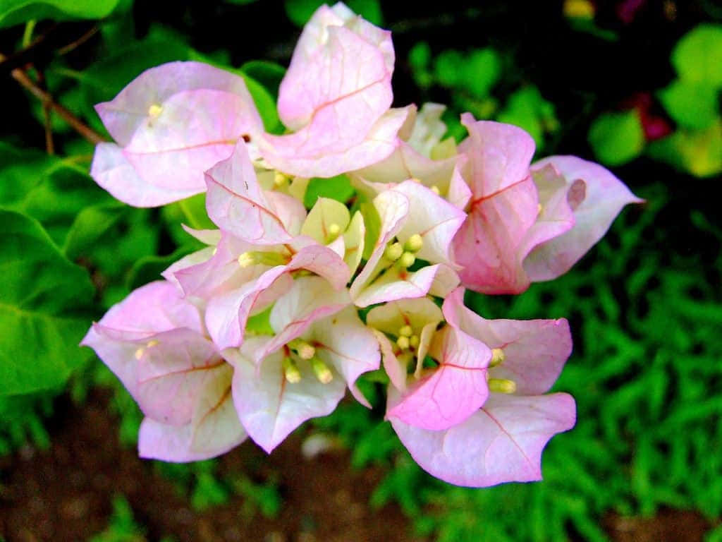 Bright and vibrant Bougainvillea in bloom