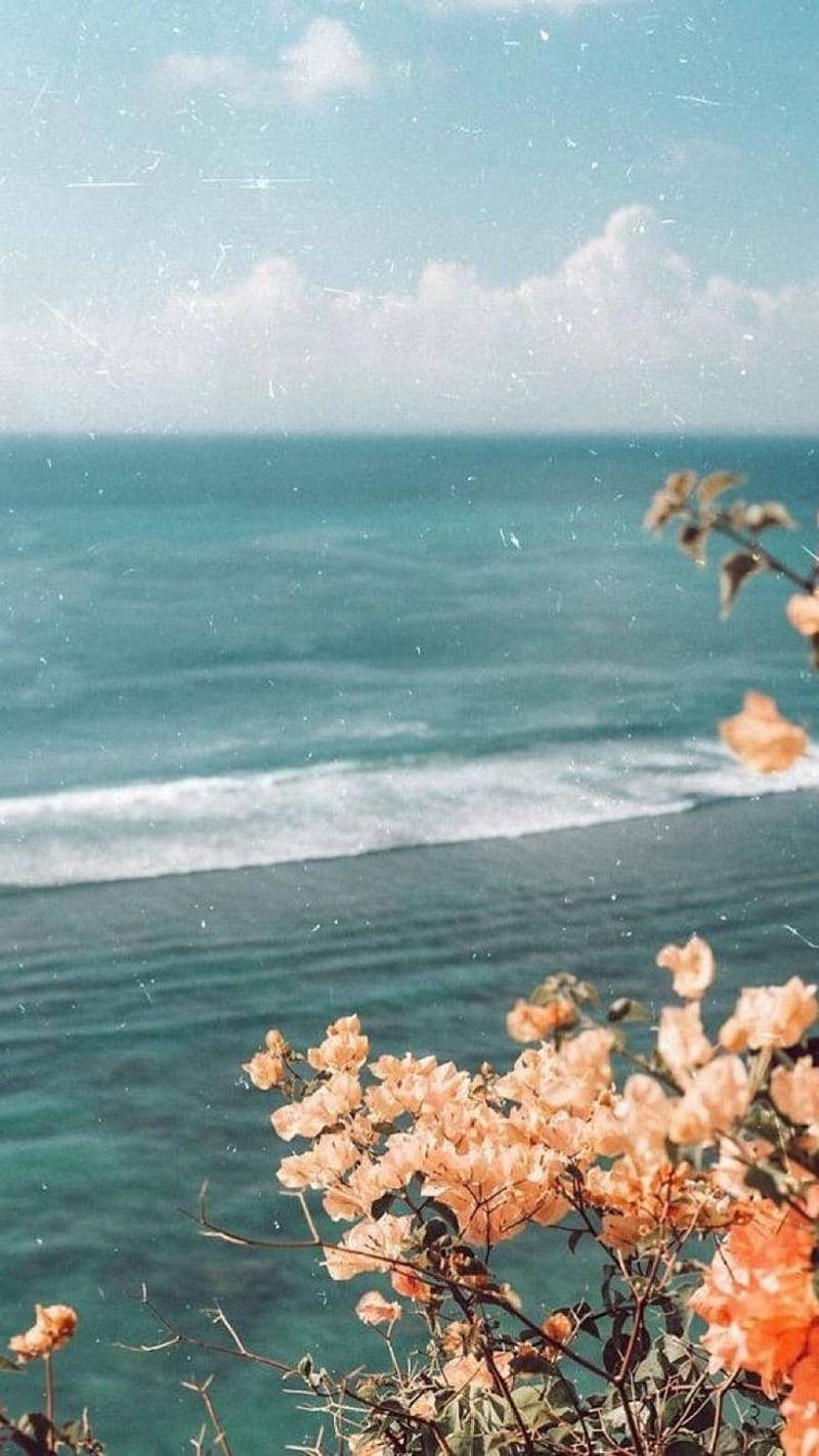 Bougainvilleaer ved havet Vintage Blomst Æstetisk Wallpaper