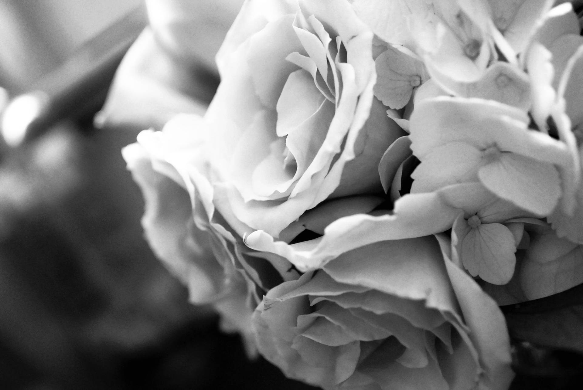 Blomsterbuket af sort og hvide roser Wallpaper