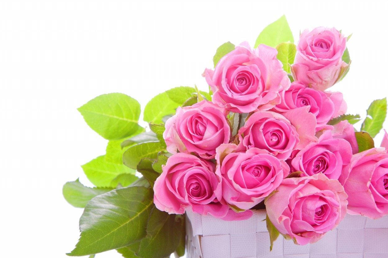 Bouquet Of Blooming Pink Roses Wallpaper