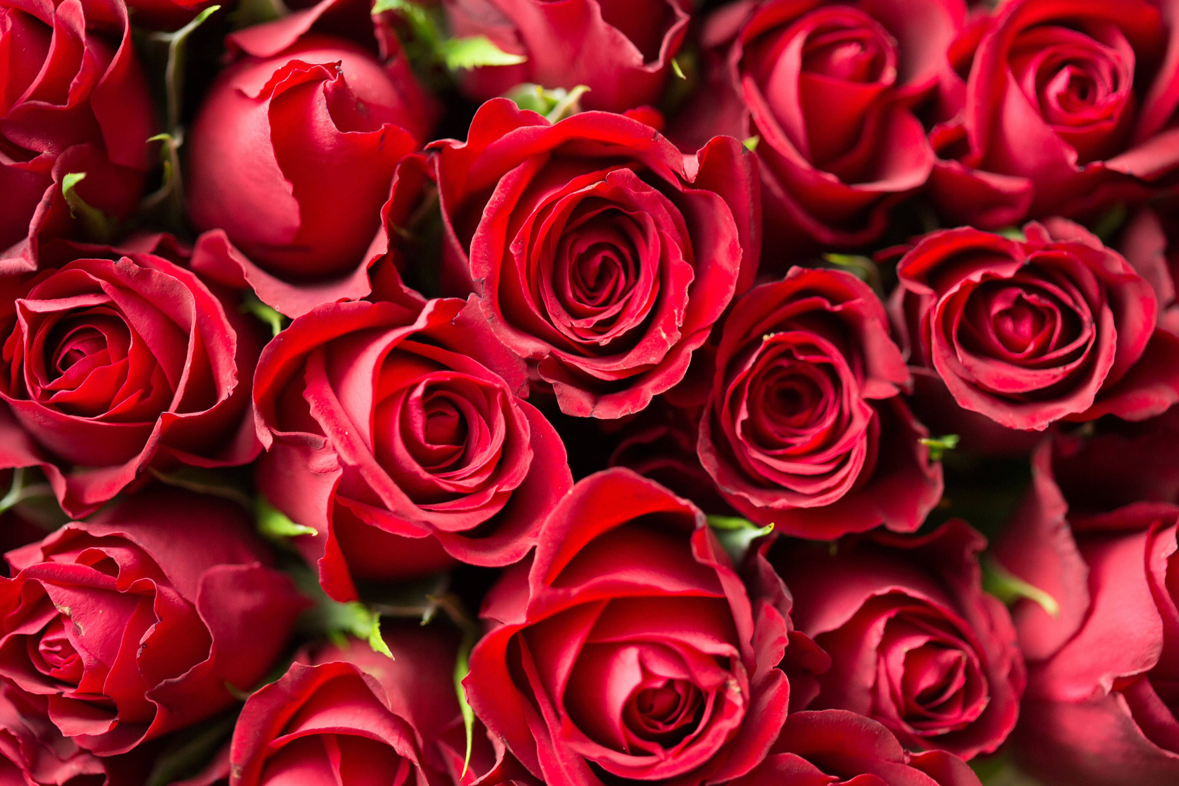 Bouquet Of Red Roses Wallpaper