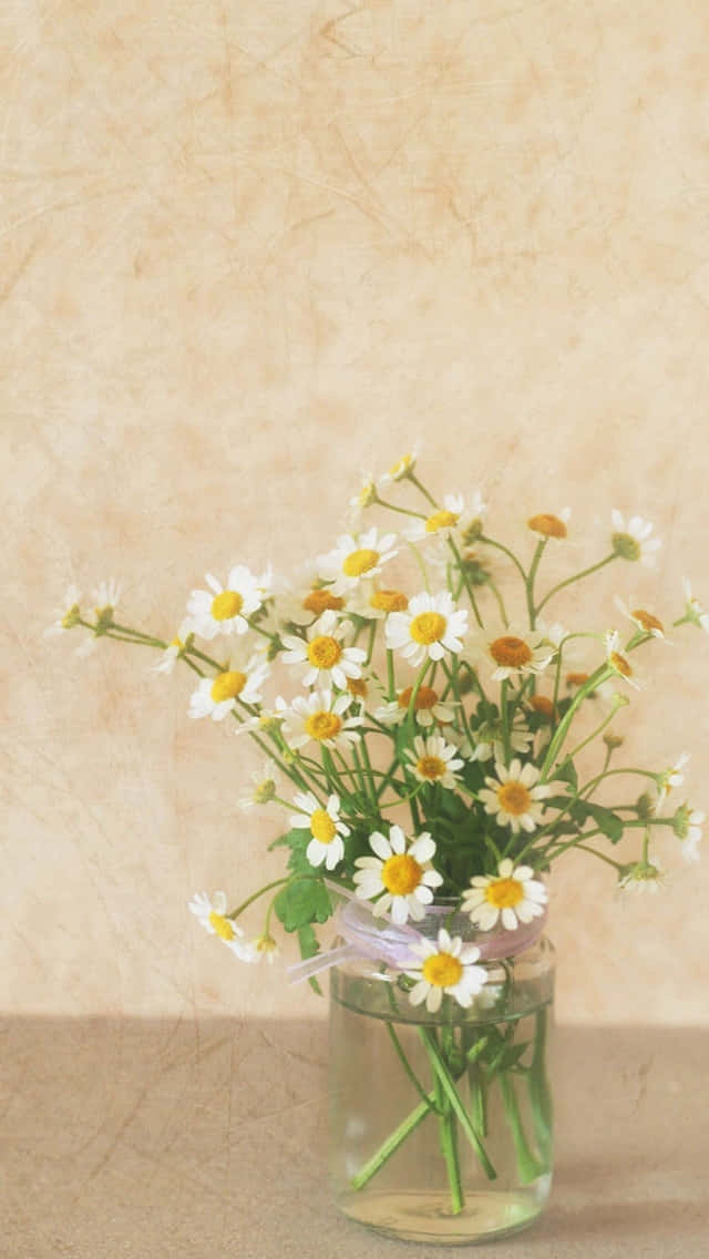Bouquet af forår Daisy iPhone Wallpaper
