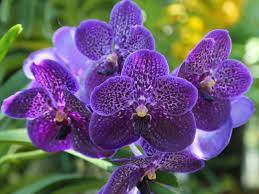 Bouquet Of Violet Orchid Flowers Wallpaper