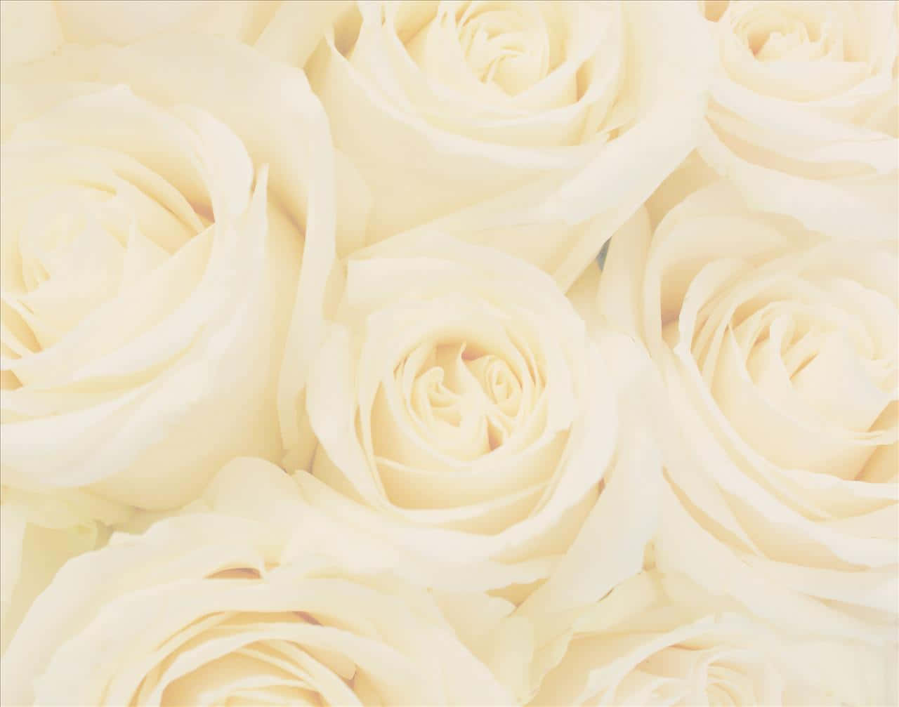 Bouquet Of White Roses Wedding Background Wallpaper