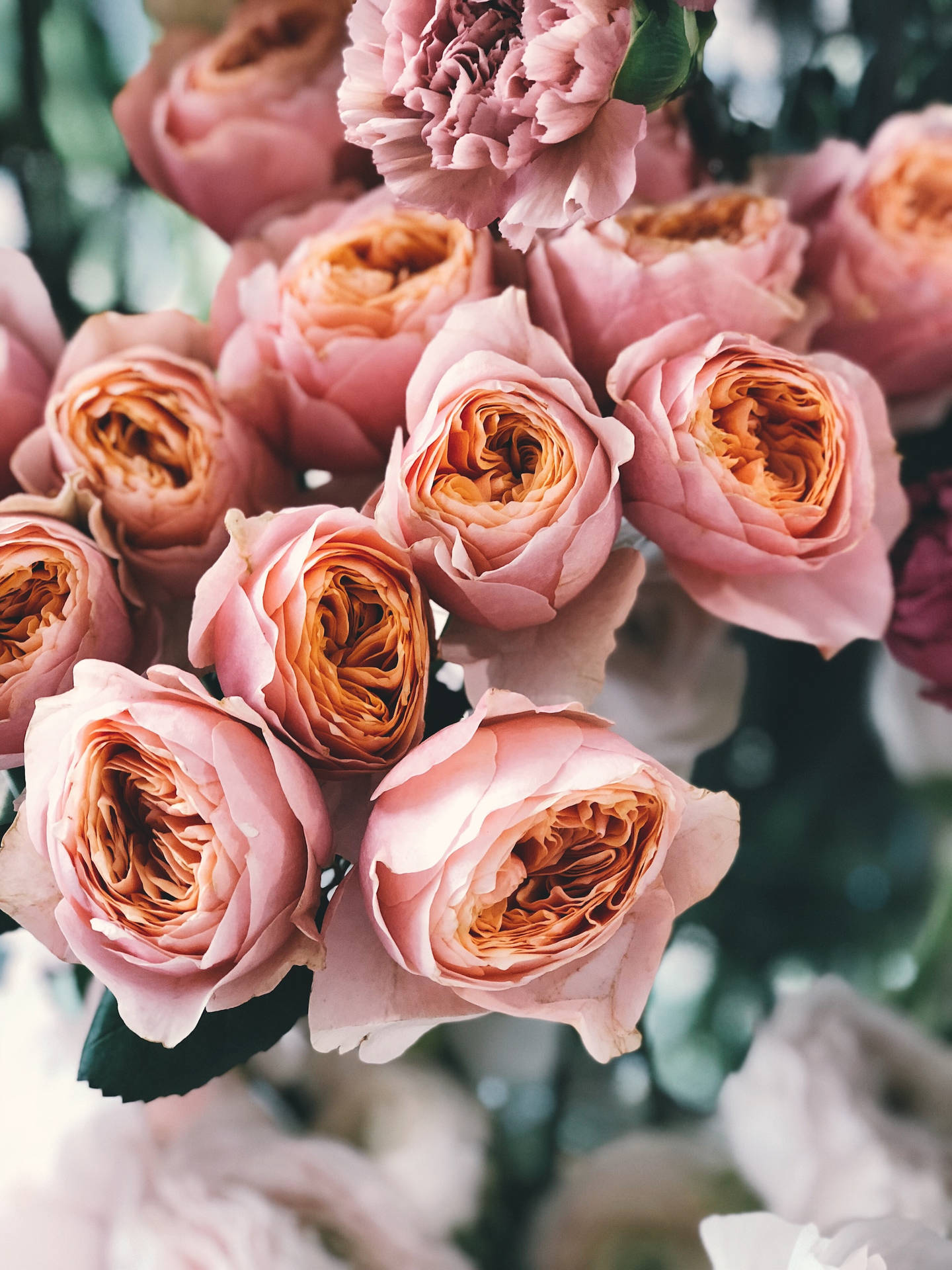 Bouquet Pink Rose Aesthetic Wallpaper