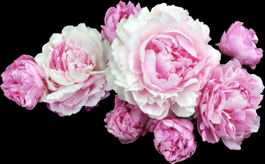 Bouquet_of_ Pink_ Peonies PNG