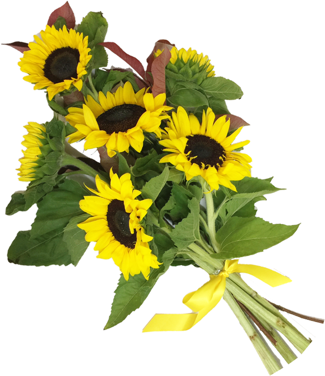 Bouquetof Sunflowerswith Yellow Ribbon PNG