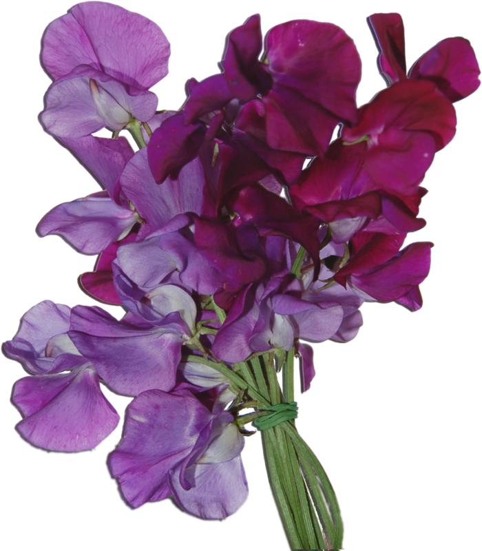 Bouquetof Sweet Peas Flowers PNG