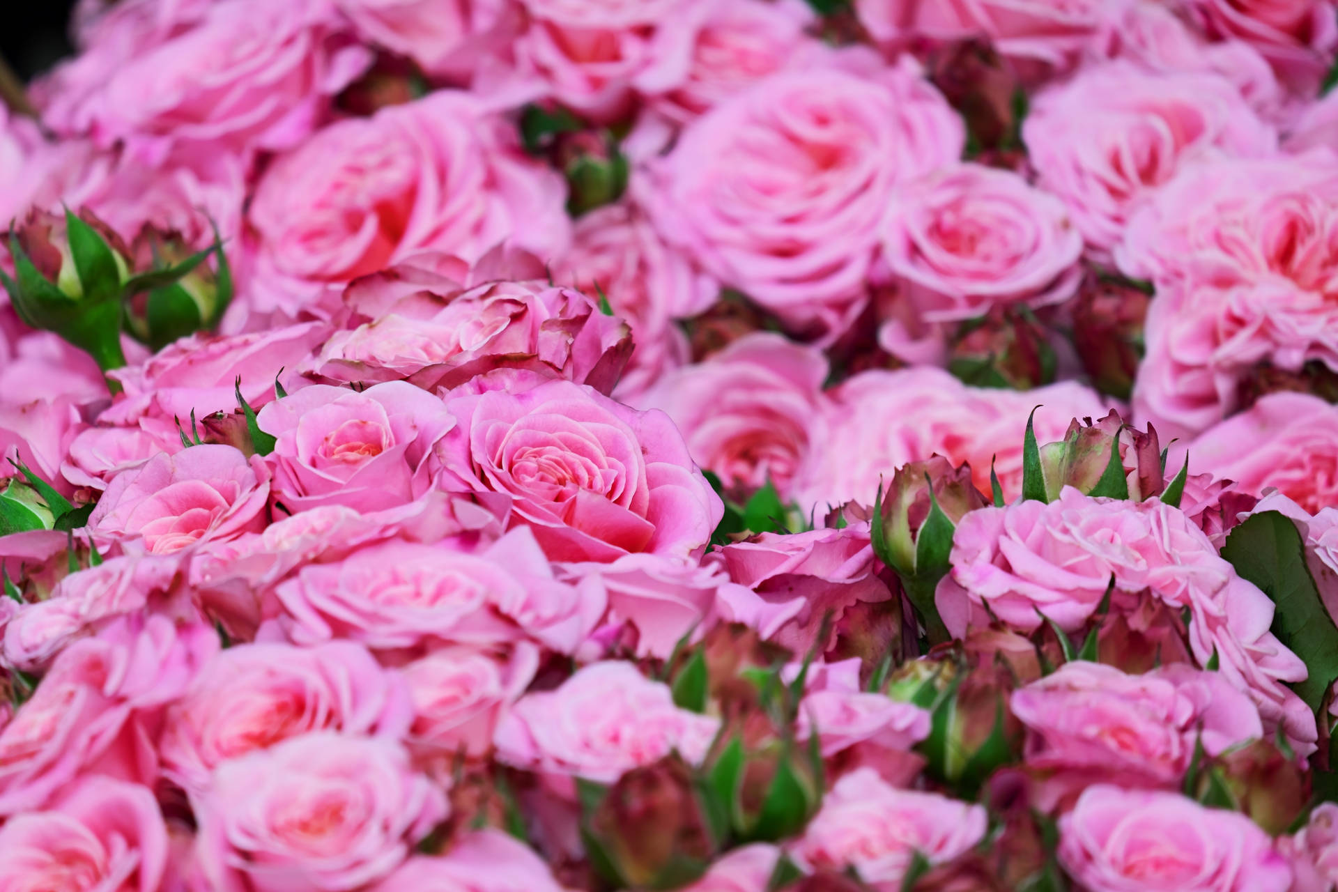 Bouquets Of Pink Color Roses Wallpaper