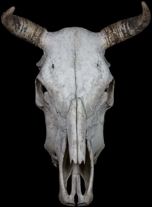 Bovine Skullwith Horns PNG