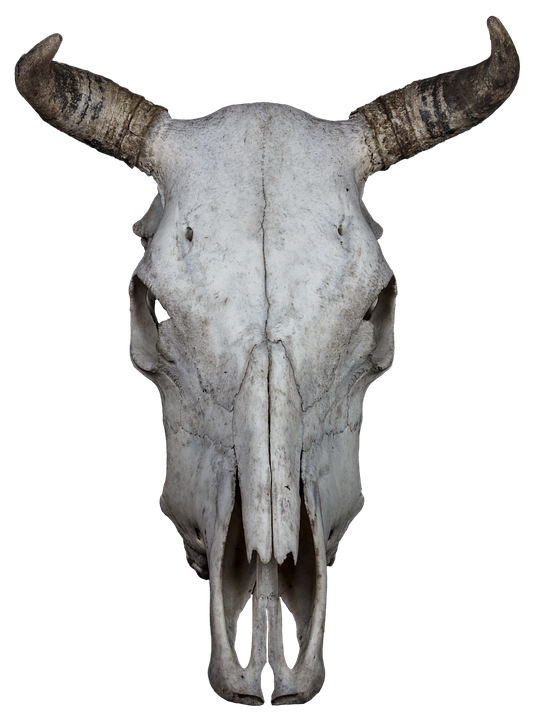 Bovine Skullwith Horns PNG