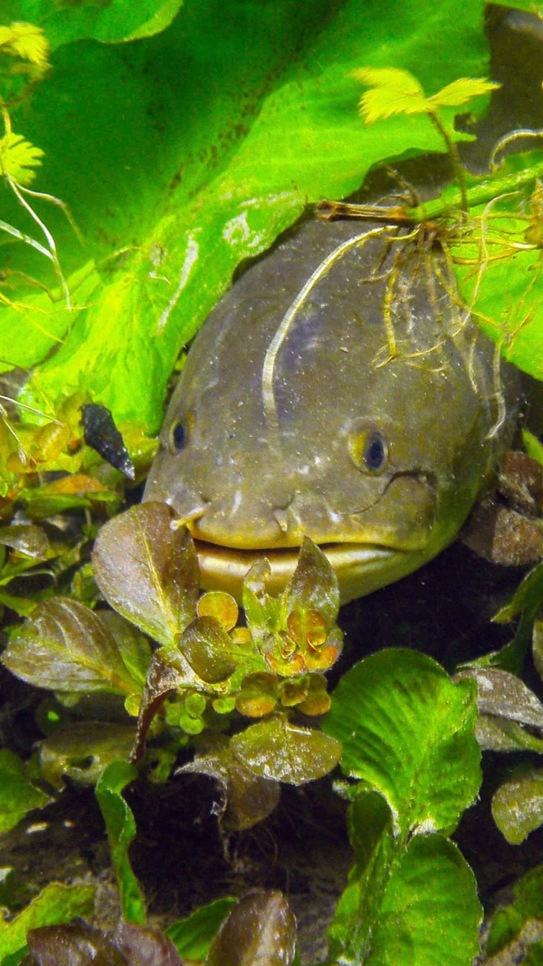 Bowfin Camouflaged Among Aquatic Plants Wallpaper