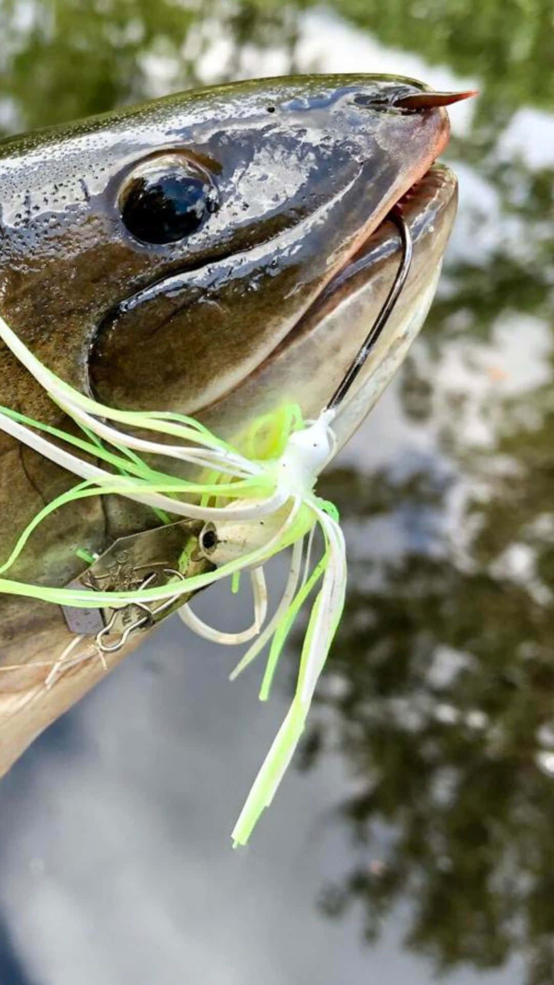 Bowfin Caught With Lure Wallpaper