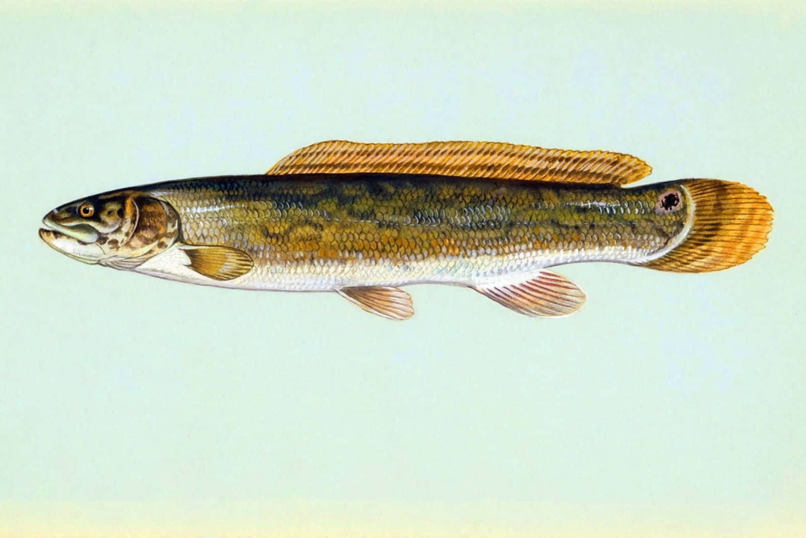 Bowfin Fish Illustration Wallpaper