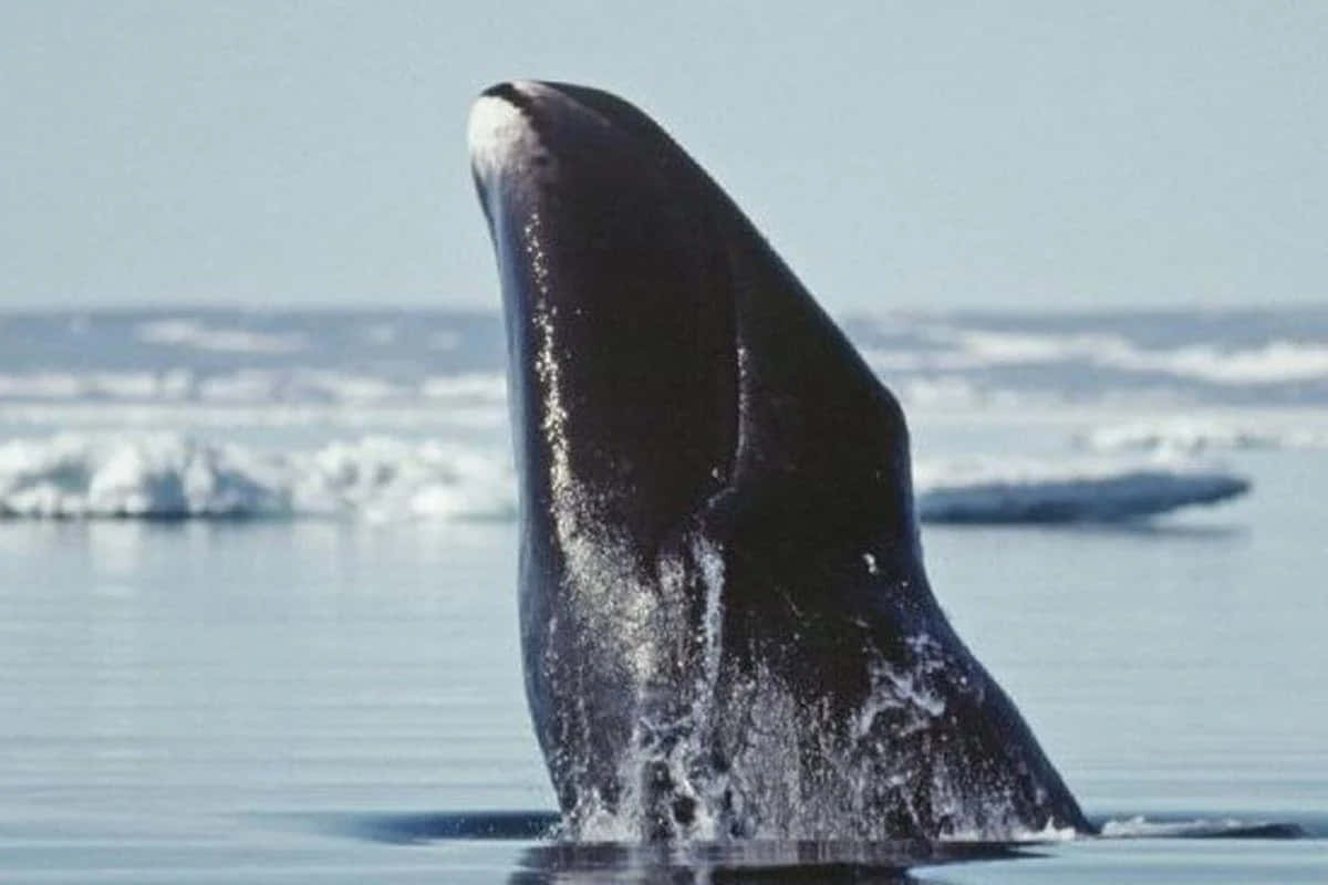 Bowhead Whale Breaching Arctic Wallpaper