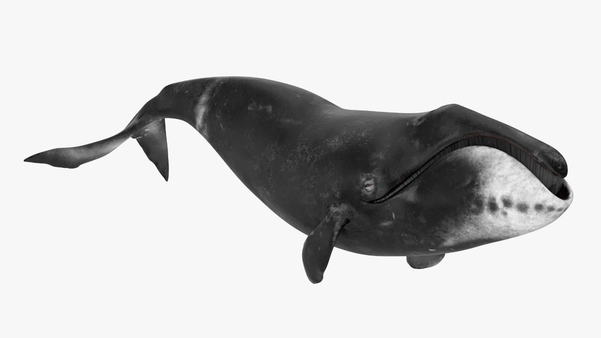 Bowhead Whale Isolatedon White Background Wallpaper