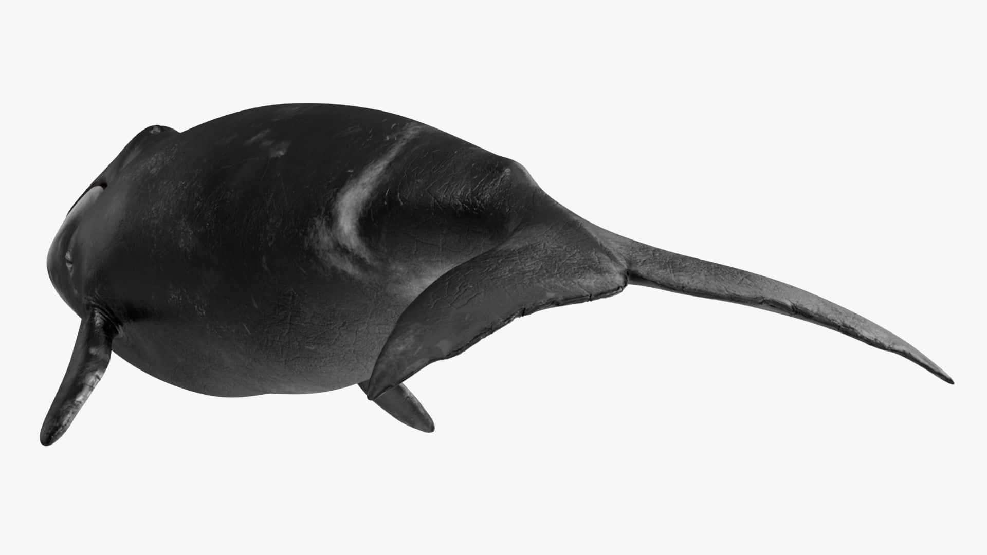 Bowhead Whale Model Isolatedon White Wallpaper