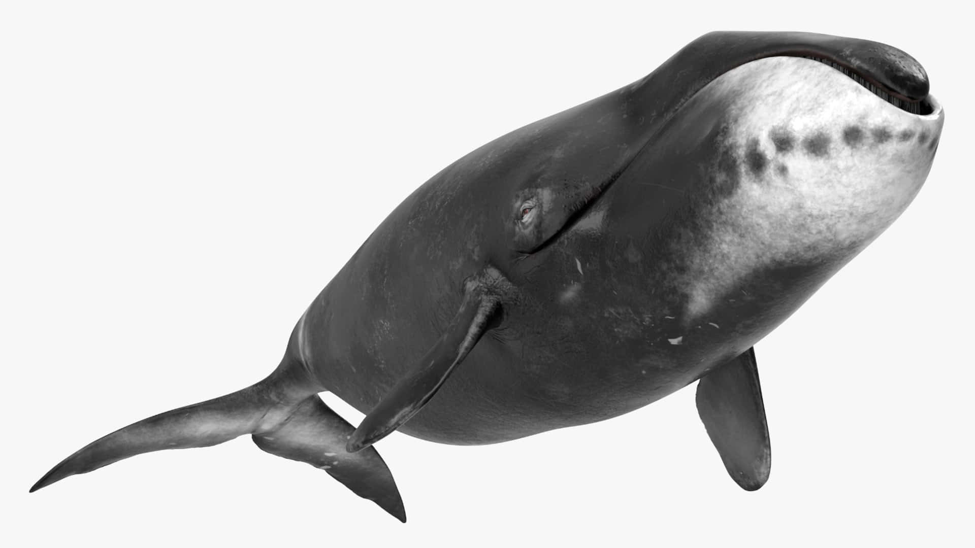 Bowhead Whale Profile Wallpaper