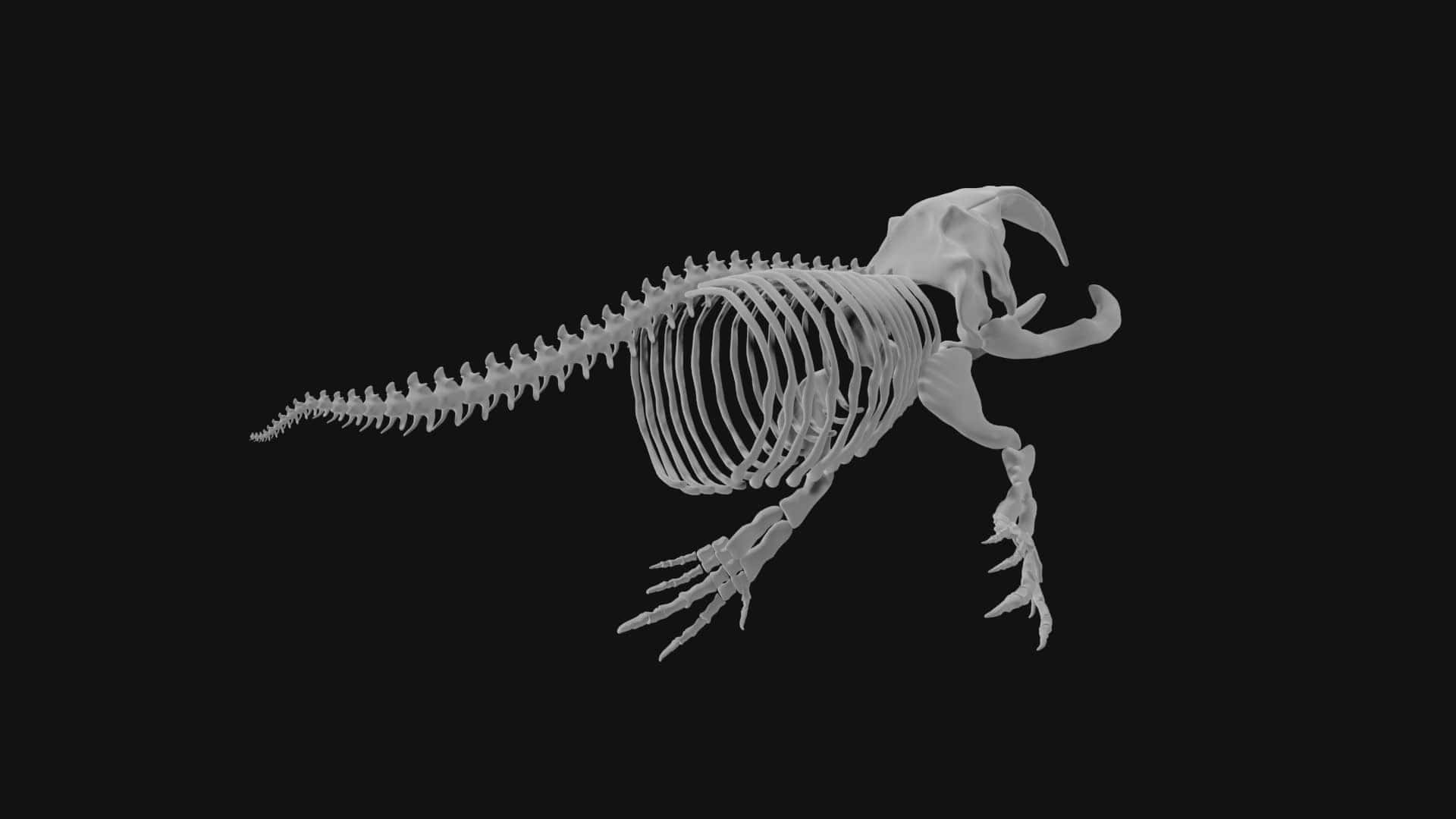Bowhead Whale Skeleton Black Background Wallpaper