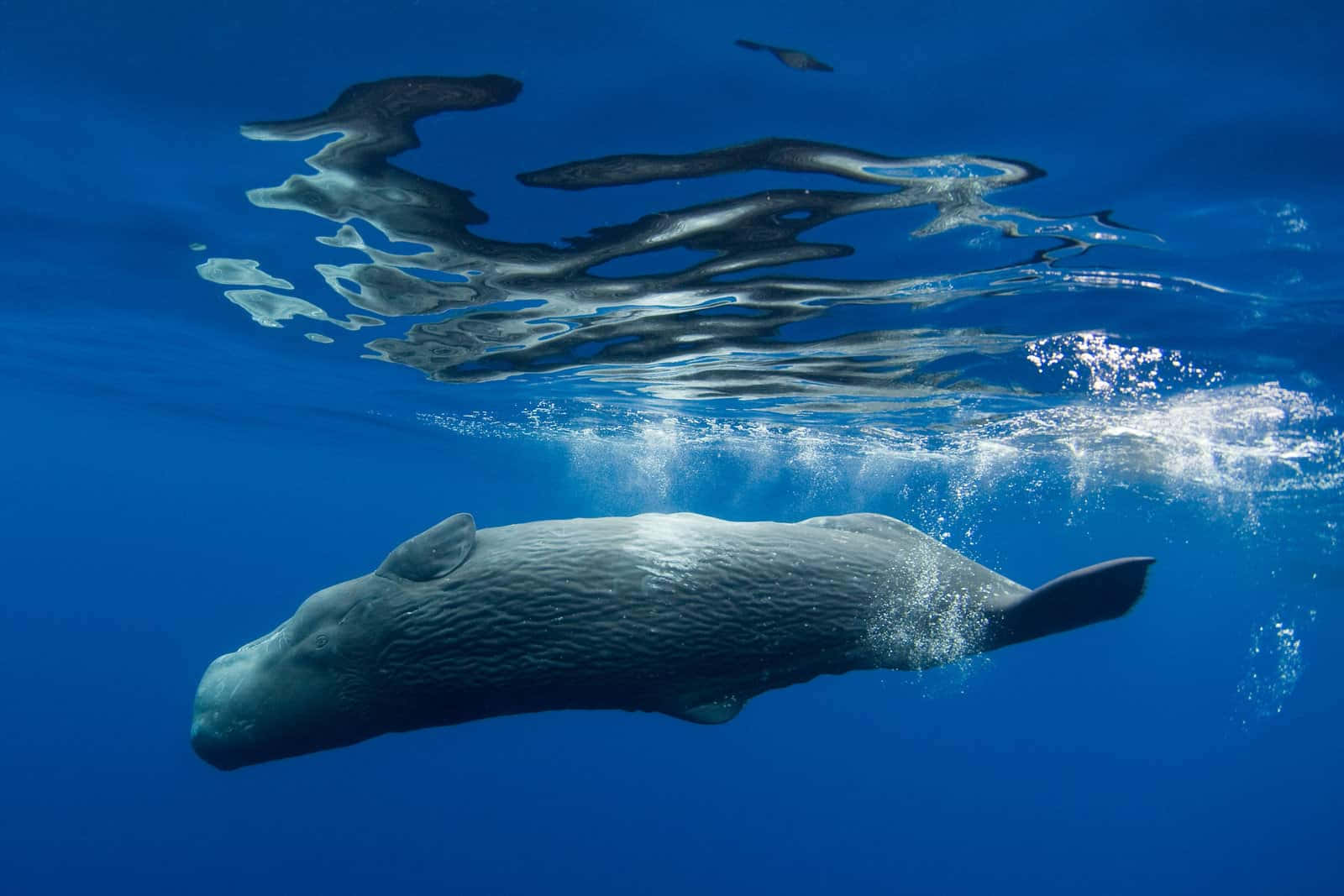Bowhead Whale Underwater Wallpaper