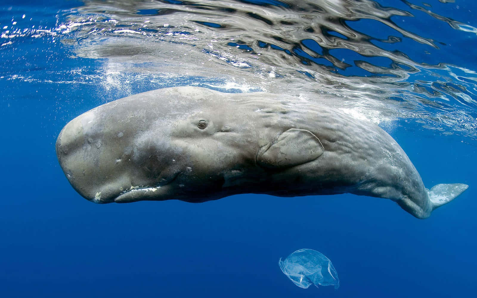 Bowhead Whale Underwater Portrait.jpg Wallpaper