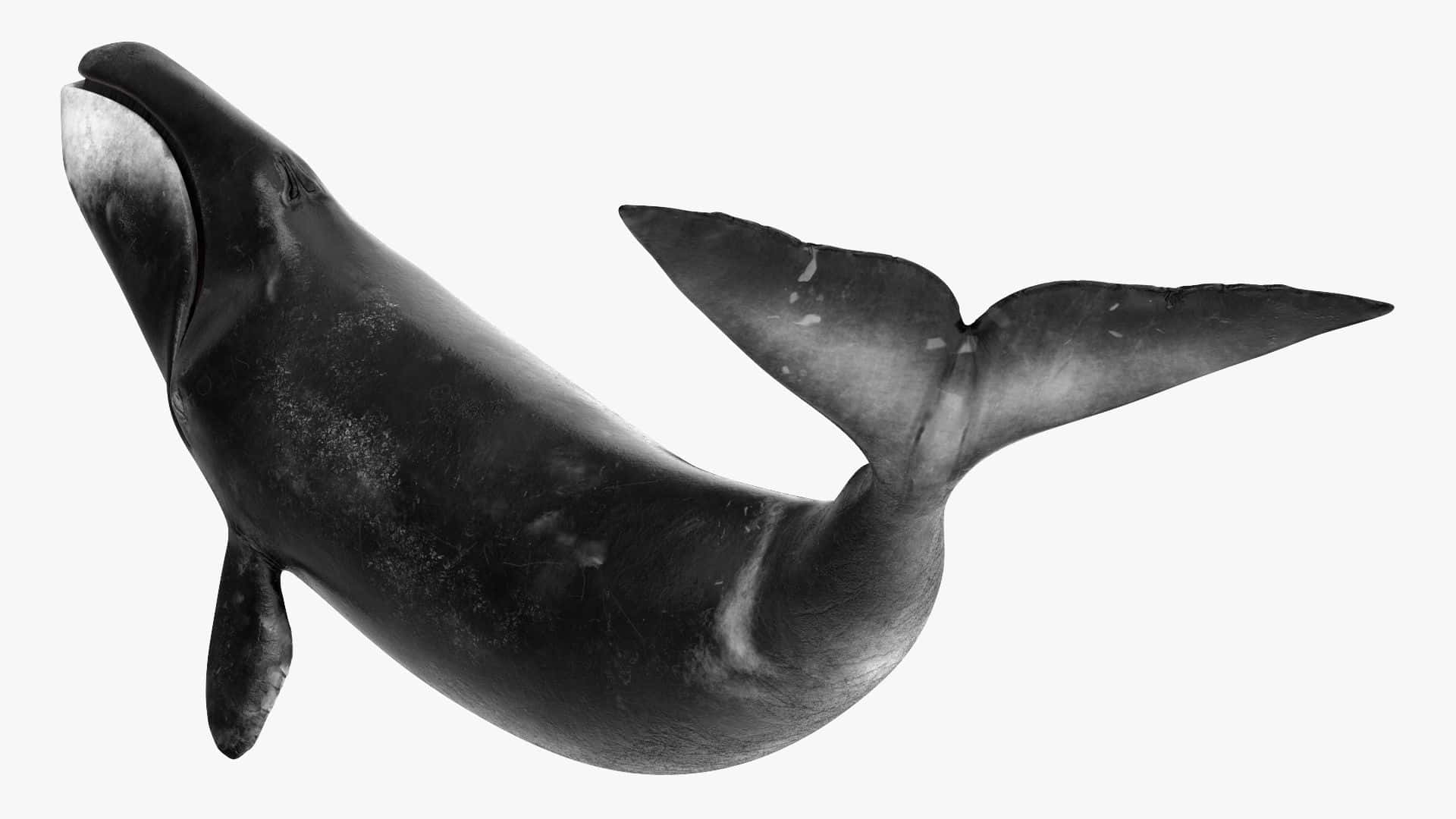 Bowhead Whale Underwater Profile Wallpaper