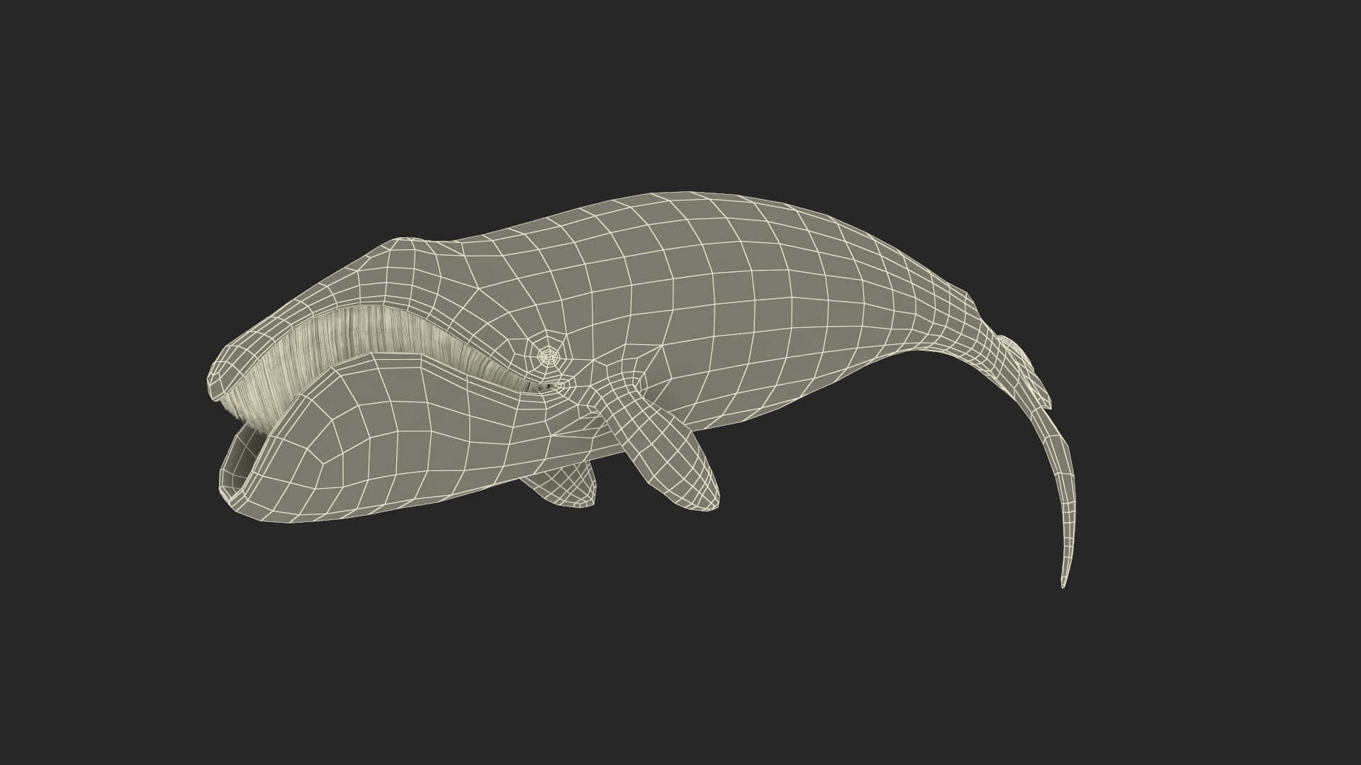 Bowhead Whale Wireframe Model Wallpaper