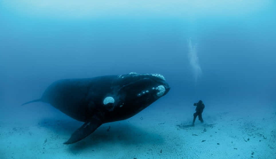 Bowhead Whale With Diver Underwater.jpg Wallpaper