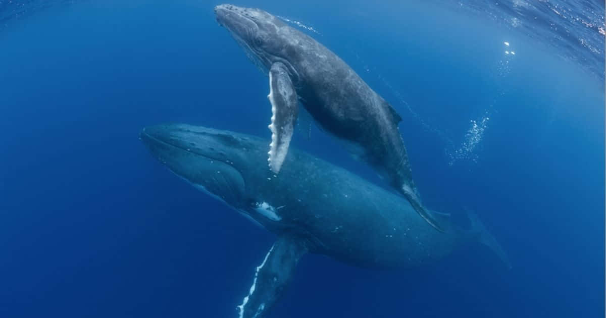 Bowhead Whales Underwater Dance Wallpaper