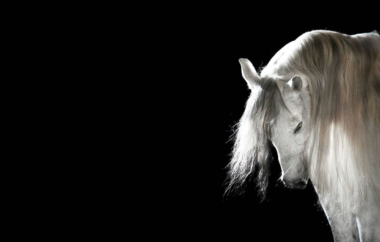 Cavallo Bianco Che Si Inchina Sfondo