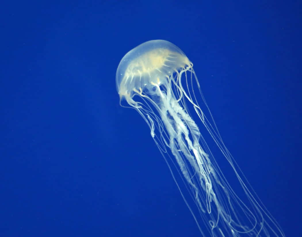 Box Jellyfish Blue Ocean Background Wallpaper