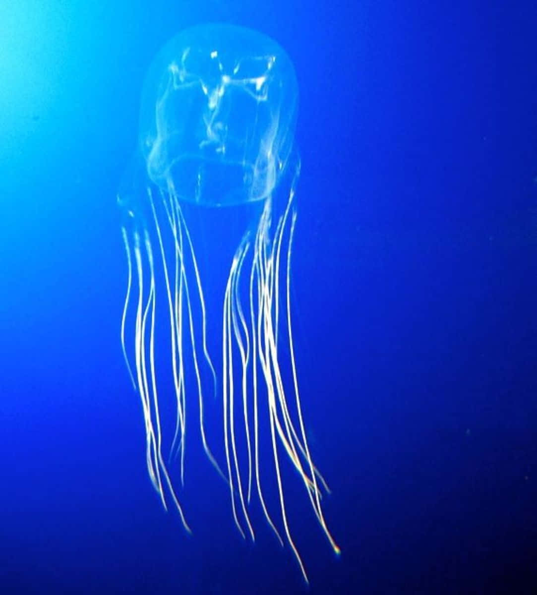 Box Jellyfish Deep Blue Sea Wallpaper