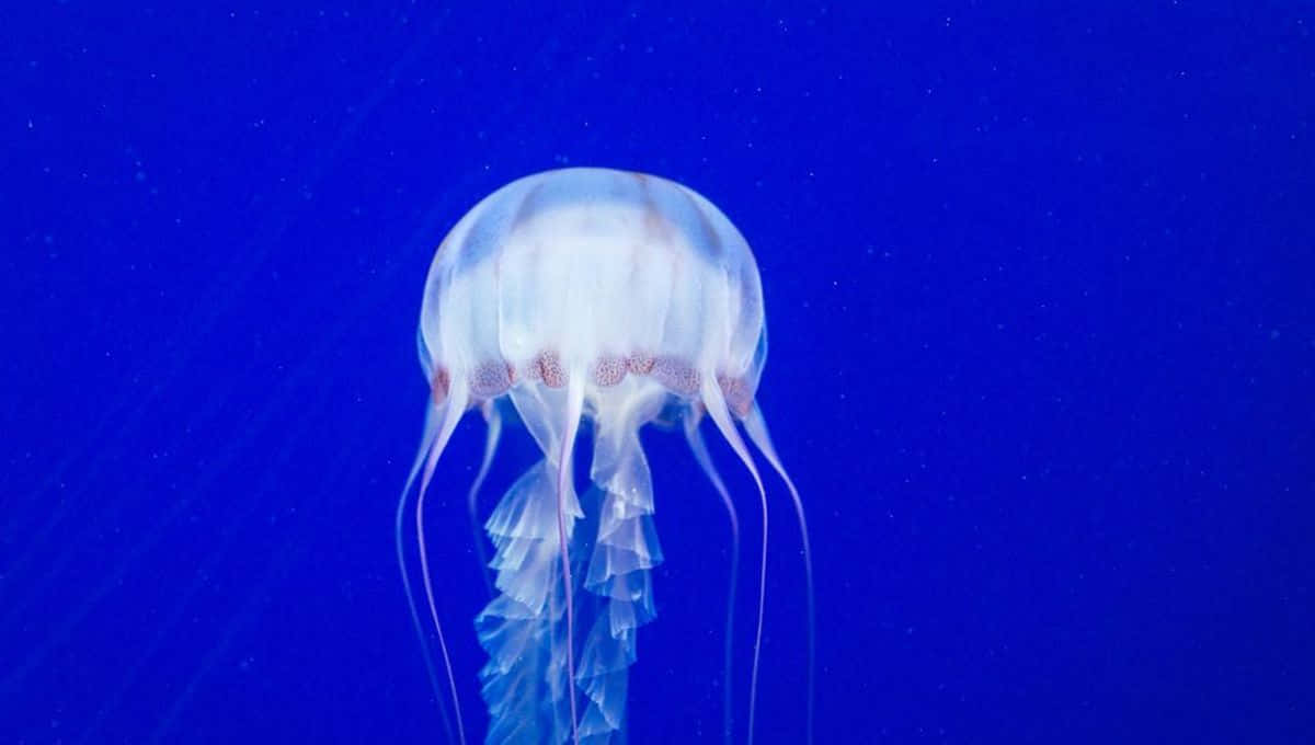 Box Jellyfish Translucent Tentacles Wallpaper