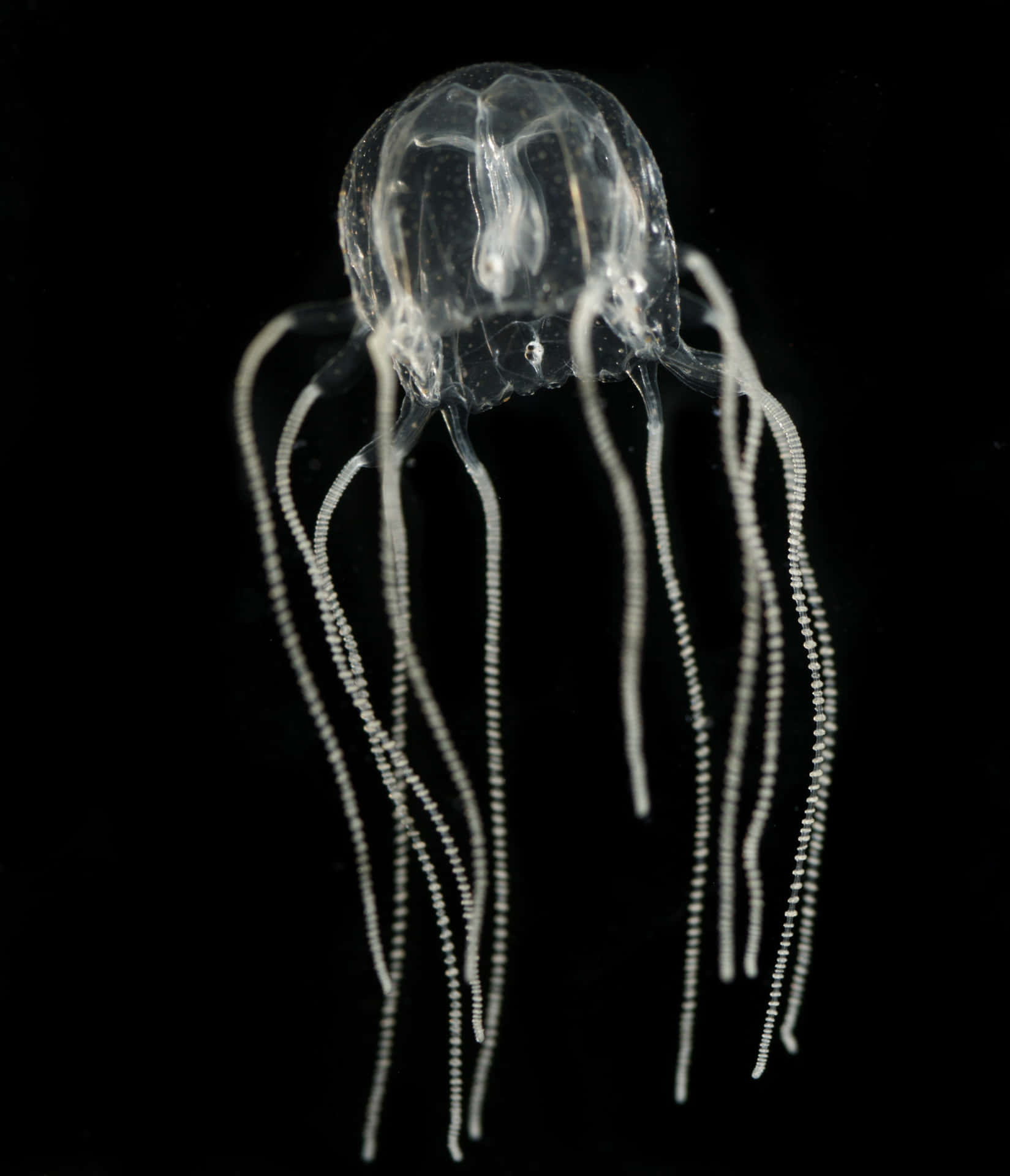 Box Jellyfish Transparent Tentacles Wallpaper
