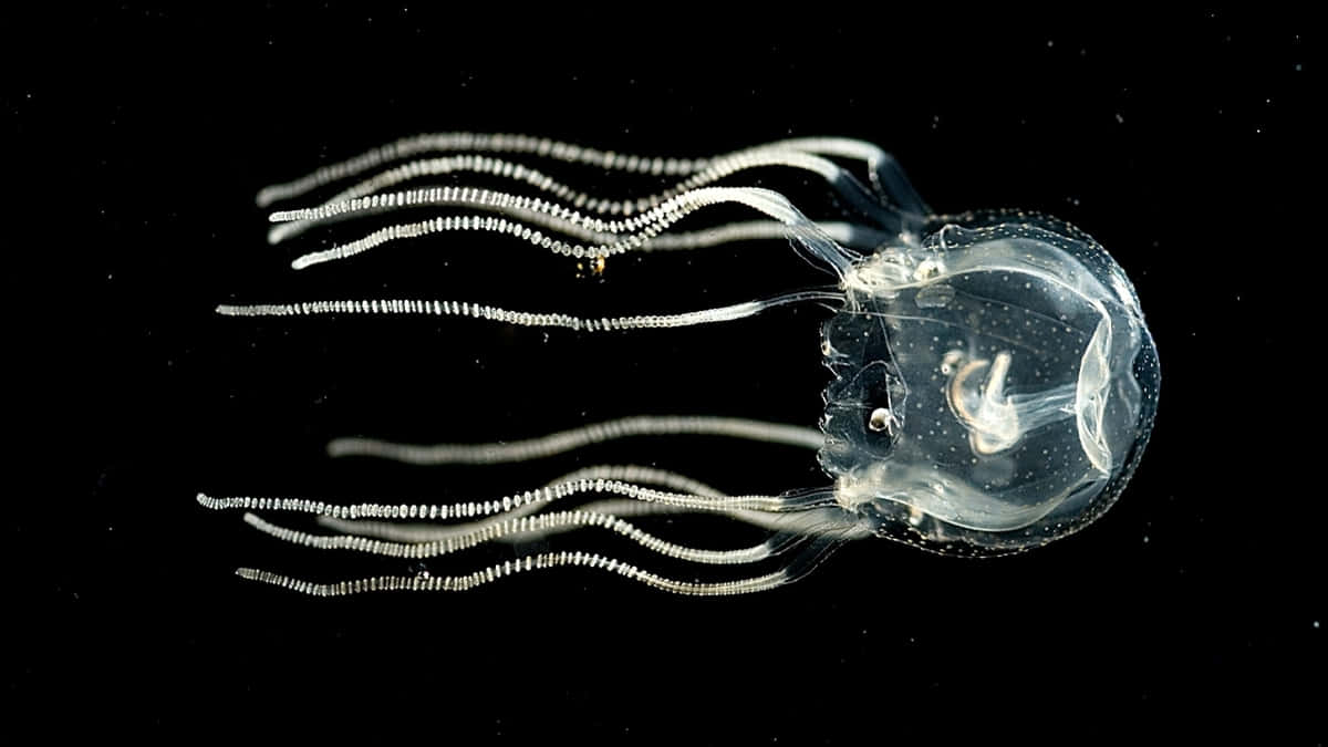 Box Jellyfish Transparent Tentacles Wallpaper