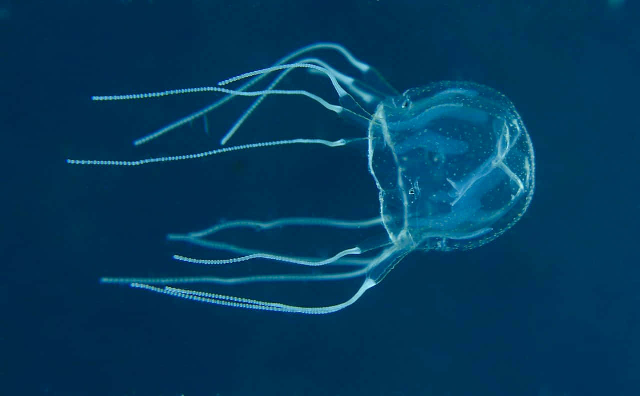 Box Jellyfish Underwater Wallpaper