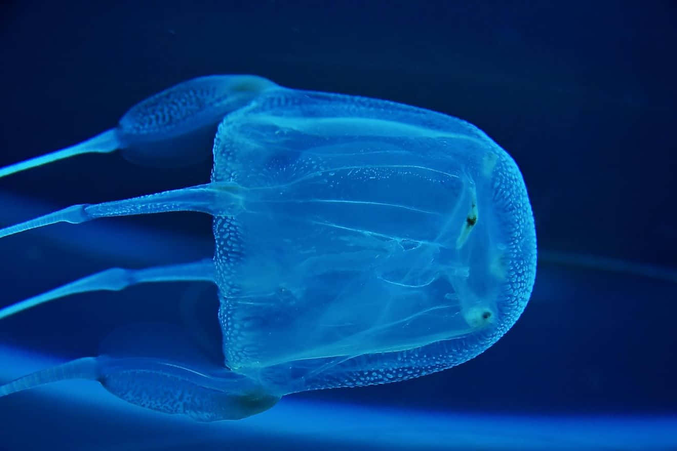 Box Jellyfish Underwater Blue Backdrop Wallpaper