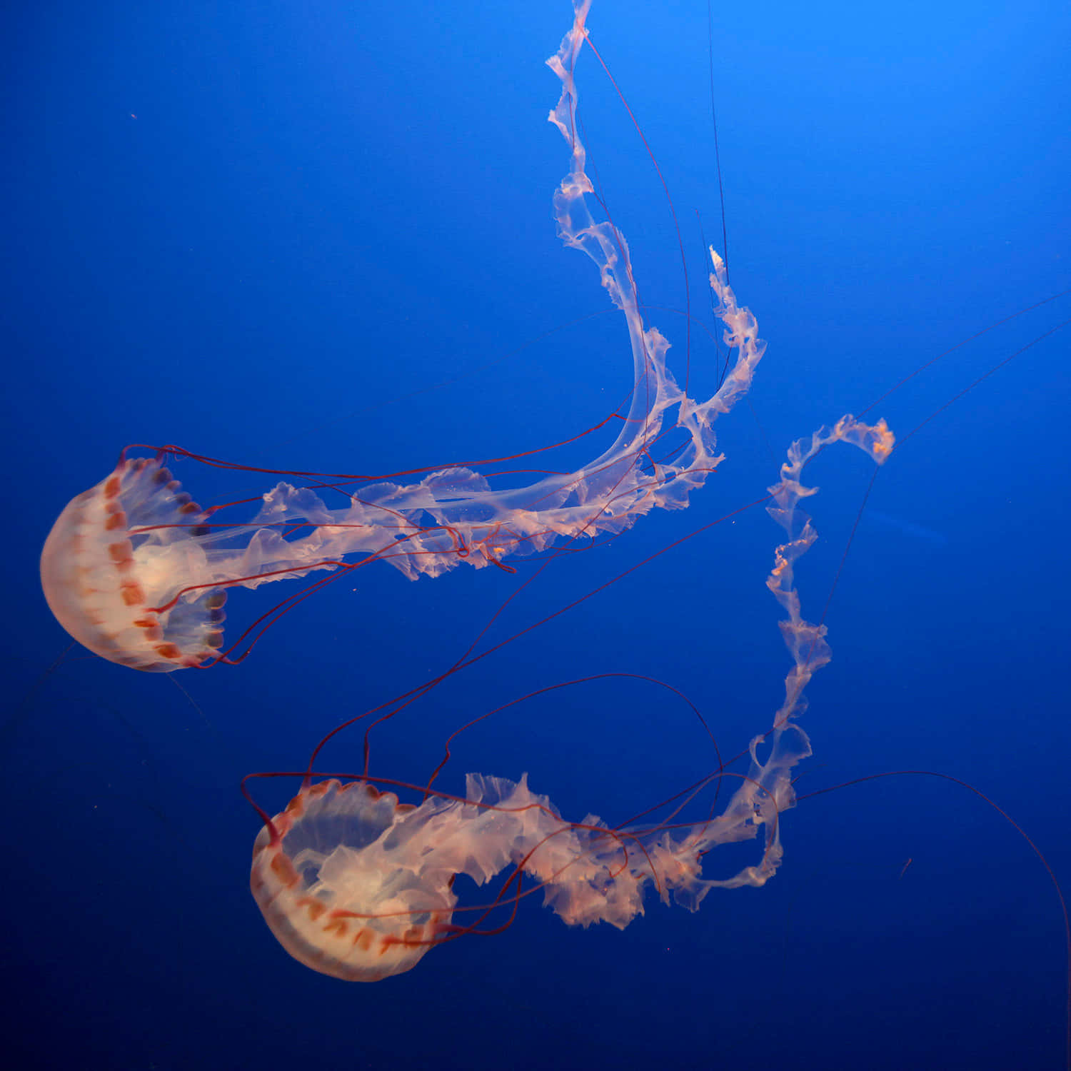 Box Jellyfish Underwater Dance Wallpaper