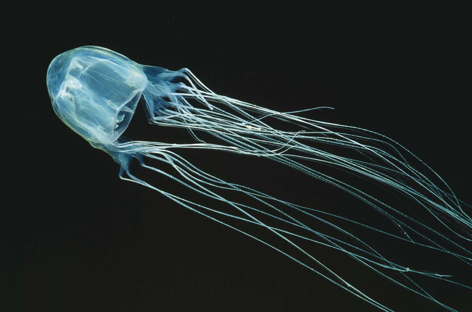 Box Jellyfish Underwater Graceful Swim.jpg Wallpaper