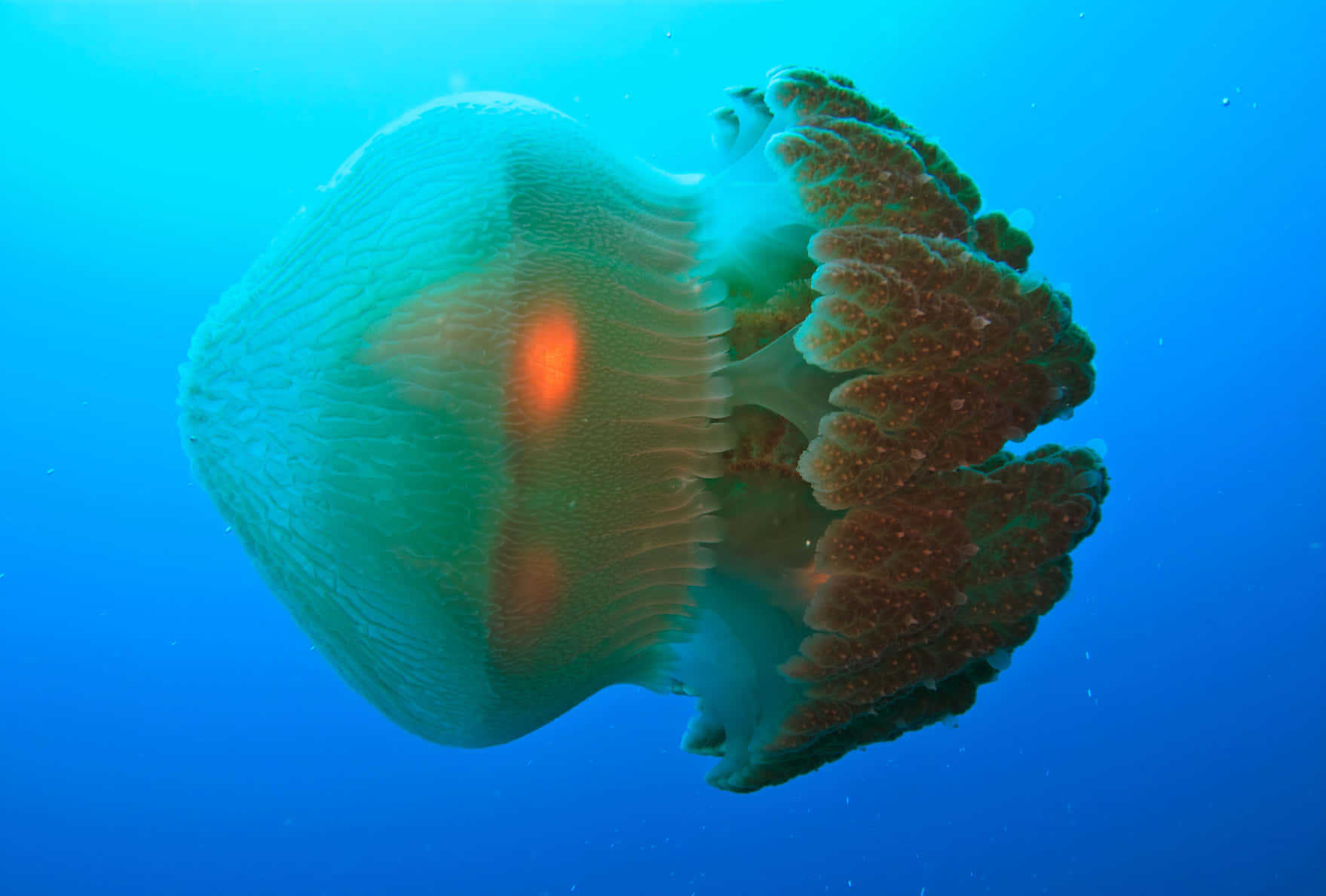Box Jellyfish Underwater Photography Wallpaper