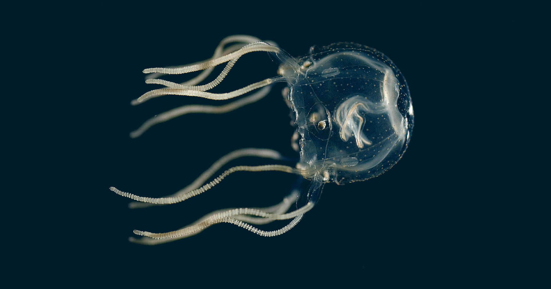 Box Jellyfish Underwater Portrait Wallpaper